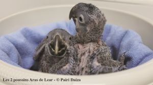 Reproduction des trois espèces d'aras bleus à Pairi Daiza