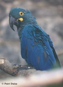Reproduction des trois espèces d'aras bleus à Pairi Daiza
