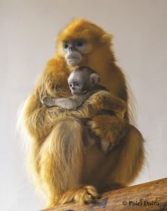 Naissance d’un singe doré à Pairi Daiza