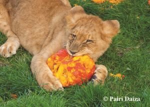 Frissons et magie à Pairi Daiza cet automne