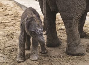 Les Estivales à Pairi Daiza