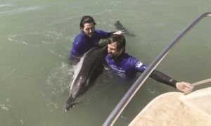 Collaboration pour protéger la vie marine